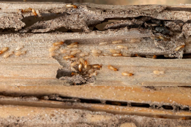 Best Mosquito Control Services  in Ocean View, DE